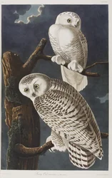 Illustration från "Birds of America"
