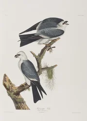 Illustration från "Birds of America"