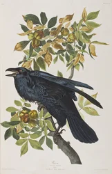 Illustration från "Birds of America"