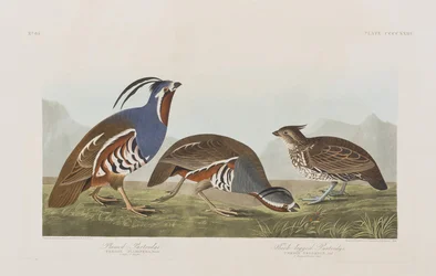 Illustration från "Birds of America"