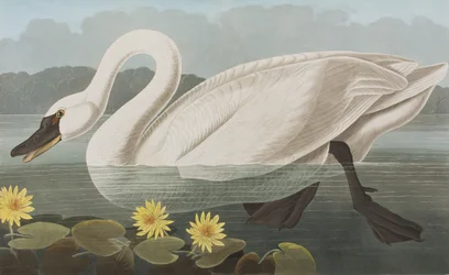 Illustration från "Birds of America"