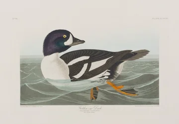 Illustration från "Birds of America"