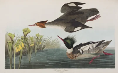 Illustration från "Birds of America"