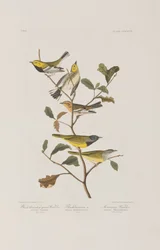Illustration från "Birds of America"