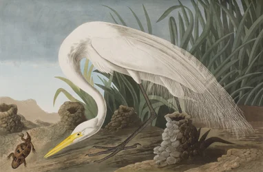 Illustration från "Birds of America"