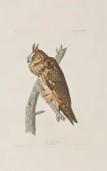 Illustration från "Birds of America"