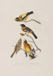 Illustration från "Birds of America"