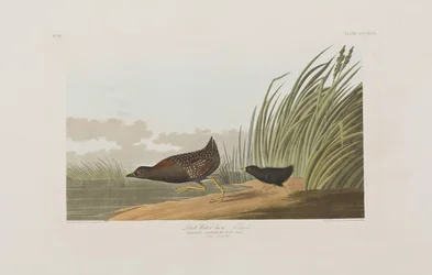 Illustration från "Birds of America"