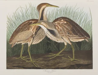 Illustration från "Birds of America"