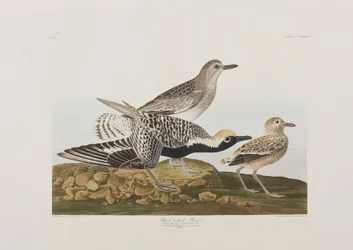 Illustration från "Birds of America"