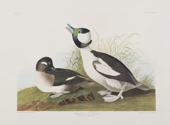 Illustration från "Birds of America"