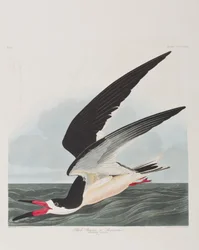 Illustration från "Birds of America"