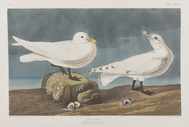 Illustration från "Birds of America"