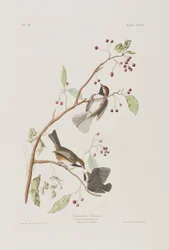 Illustration från "Birds of America"