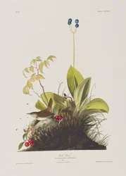 Illustration från "Birds of America"
