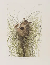 Illustration från "Birds of America"