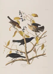 Illustration från "Birds of America"