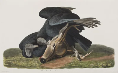 Illustration från "Birds of America"