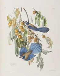 Illustration från "Birds of America"