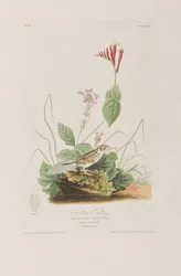 Illustration från "Birds of America"