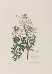 Illustration från "Birds of America"