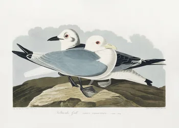 Tredelad mås ur *Birds of America* (1827)