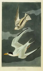 Lesser Tern. Lilla tärna