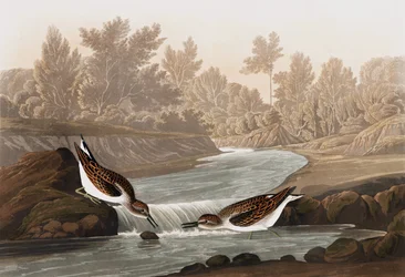 Little Sandpiper, Tringa Pusilla, från "The Birds of America" av John J. Audubon, pub. 1827-38