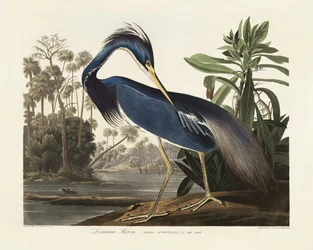 Louisiana-häger ur *Birds of America* (1827)