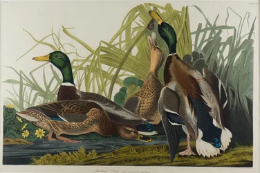 Gräsand, 1834 (wc på papper)