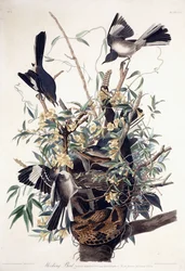 Mocking Bird (Turdus Polyglottus)