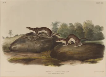 Weasel Shadows