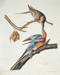Passenger Pigeon, från "Birds of America"
