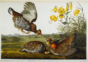 Pinnat ripa. Greater Prairie Chicken