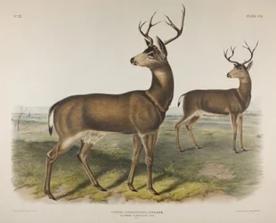 Plansch 106. Cervus Richardsonii, Aud & Bach. Columbiansk svartsvanshjort, 1848