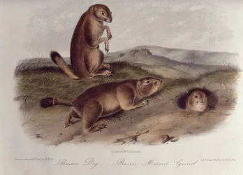 Prairie Dog från 