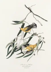 Gulbröstad sångare ur *Birds of America* (1827)