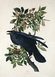 Korpen ur *Birds of America* (1827)