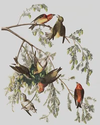Röd korsnäbb, Loxia Curvirostra, från "The Birds of America" av John J. Audubon, pub. 1827-38