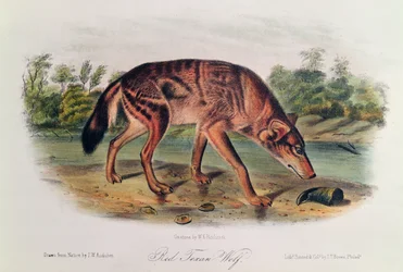 Red Wolf från 