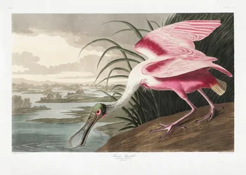 Rosenfärgad skedstork ur *Birds of America* (1827)