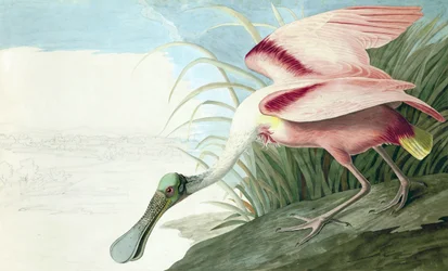 Roseate Spoonbill, Platalea Ajaja, från "The Birds of America" av John J. Audubon, pub. 1827-38