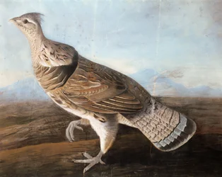 Ruffed Goose, ca 1812 (pastell på papper)