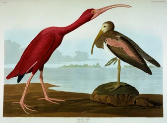 Scarlet Ibis