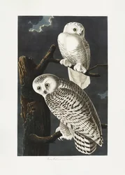 Snöuggla ur *Birds of America* (1827)