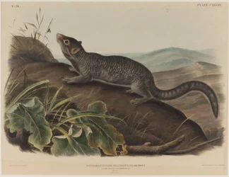 Spermophilus Macrourus (långsvansad sisel)