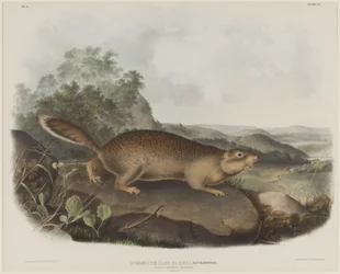 Spermophilus Parry (Parrys murmeldjur)