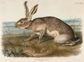 Texashare (Lepus Texianus), 1848