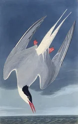 Den arktiska tärnan. Från The Birds of America, 1827-1838.