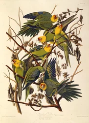 Carolina parakiten, från The Birds of America, 1827-1838.